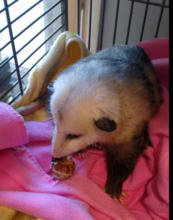 Beowulf the opossum-Treats in a snail shell