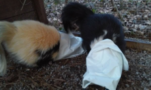 Marc and Cleo the striped skunks-Treats in bags