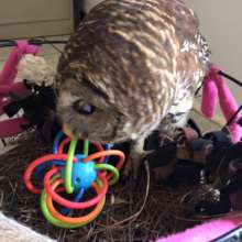 Tappy the barred owl playing with a toy