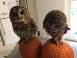 Tappy & Gazer the barred owls standing on pumpkins