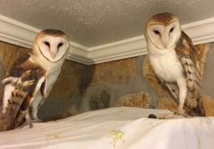 Windy & Boogie (right) perching out together