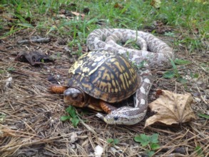 Legs & the box turtle she hangs with, Mary Shelli!