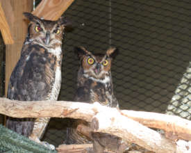 Owlscar the Grouch & Lady Owl Capone
