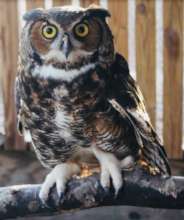 Owlscar
