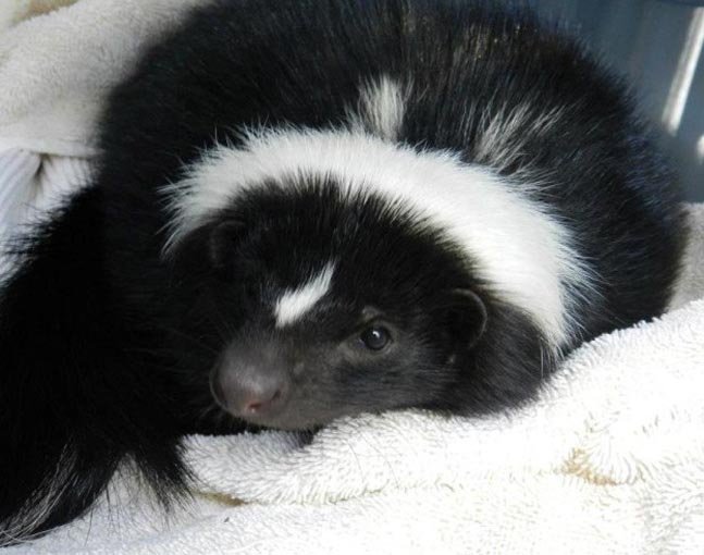 Care for AWARE's Ambassador Animals