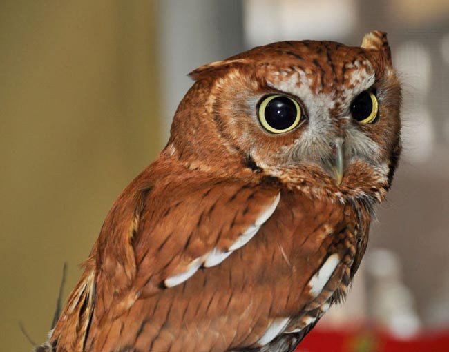 Ellis D. Owl, screech owl