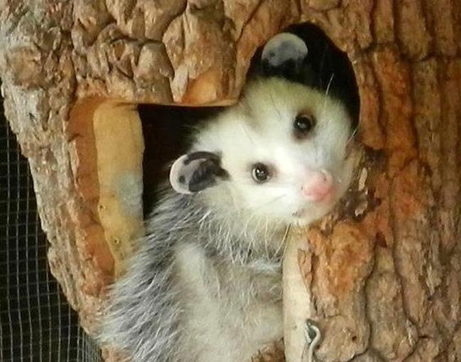 I-Lean Trinity, Virginia opossum