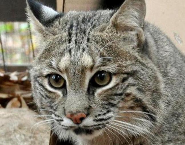 Care for AWARE's Ambassador Animals