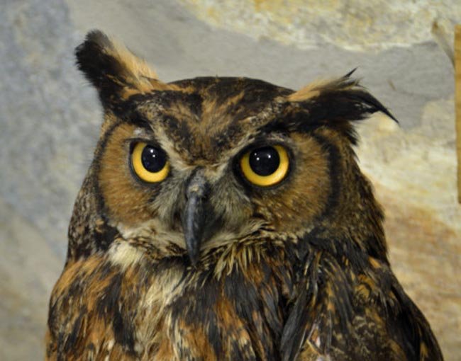 Care for AWARE's Ambassador Animals