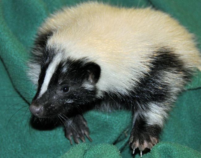 Care for AWARE's Ambassador Animals