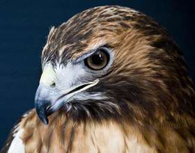 Koko, red-tailed hawk
