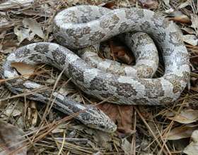 Legs, corn snake