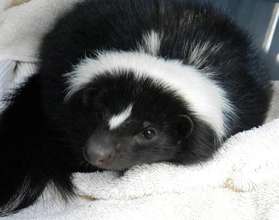 Cleopatra, striped skunk
