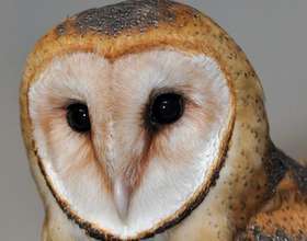 Windy Sue Whoo, barn owl