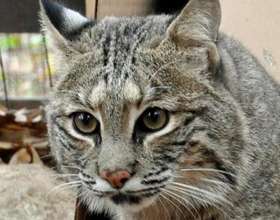 Cat Ballou, bobcat