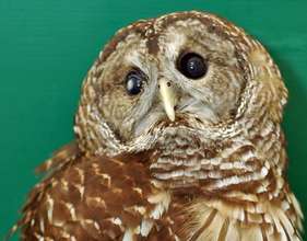 Star Gazer, barred owl