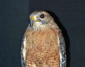Stevie Hawkins, red-shouldered hawk