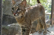 Care for AWARE's Ambassador Animals