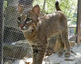 Care for AWARE's Ambassador Animals