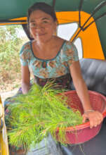 Reforestation