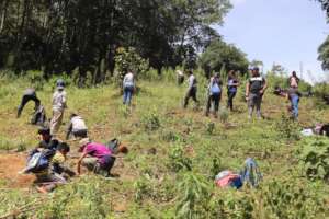 More reforestation