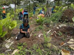 Reforestation