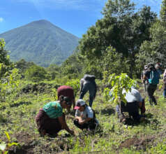 Reforestation