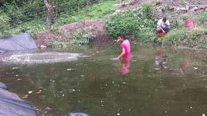 Plan Tilapia - the harvest begins