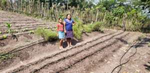 Family vegetable gardens to aid recovery