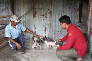 Sopheap* and his new pigs