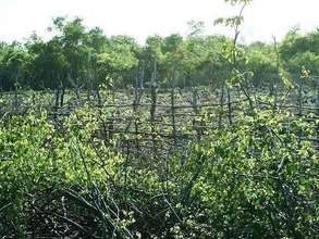 Irrigation