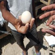 Eggs from ducks raised at Foundation Montesinos