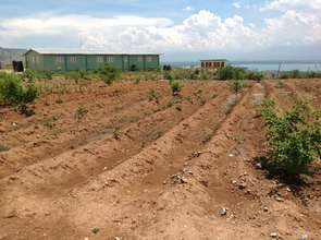 Foundation Montesinos Nurseries