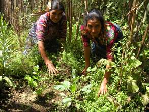 Another garden financed with a microloan.