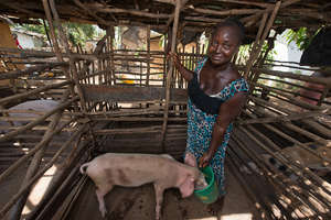 Fatu Whongle, pig farmer in Sierra Leone 4/2014