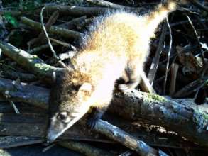 Look familiar?  Bolivian jungle possum