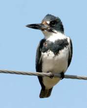 Kingfisher male on wire