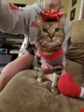 Kitty loves Christmas and Smiles Forever