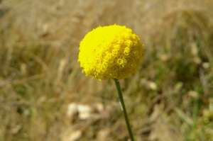 The Emu Flower