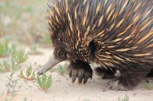 An echidna - one of the stars of our new book