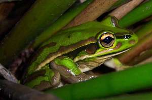 Green and Golden Bell Frog