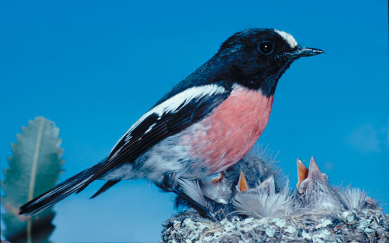 Conservation Without Borders