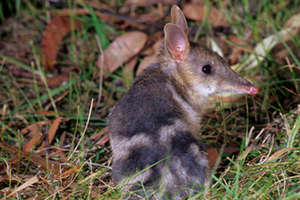 Eastern barred bandicoot