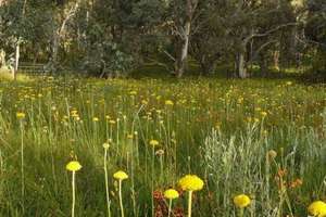 Beautiful grassy woodlands