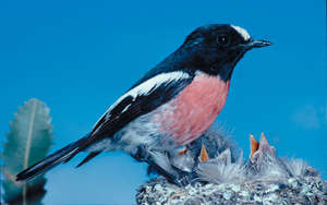 Scarlet Robin