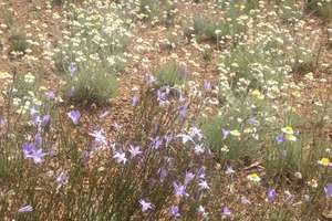 Wildflowers at the Scottsdale Reserve