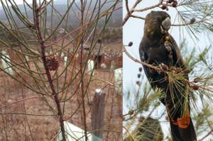 Sheoak and Glossy Black Cockatoo