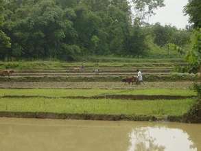 Bangladesh Fields