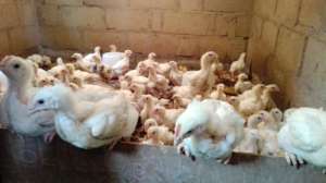 new young chicks