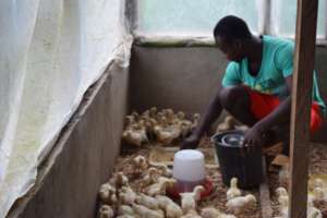 Charles taking care of the small chicks